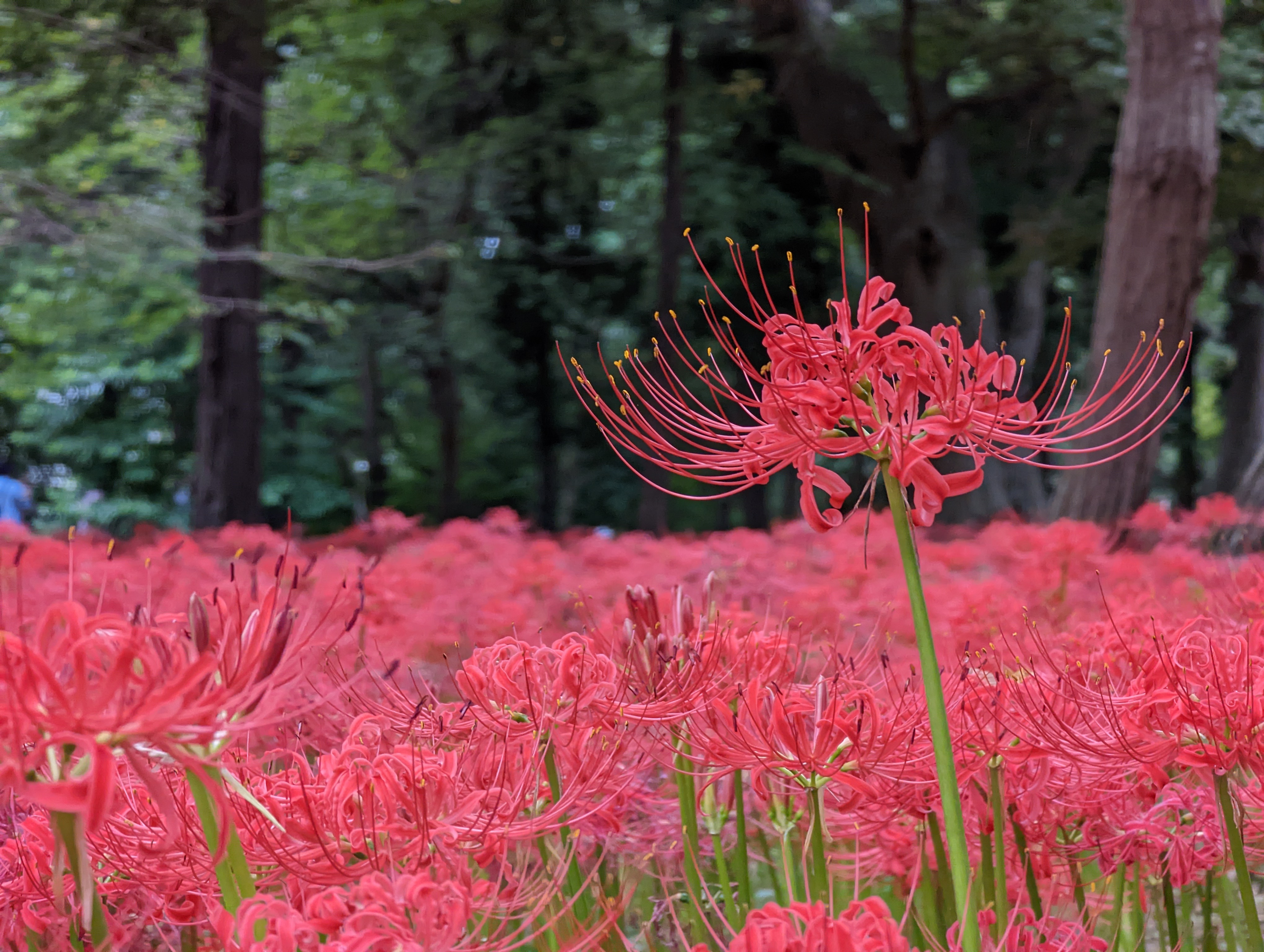 リコリスの参考画像